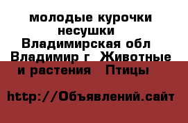 молодые курочки несушки - Владимирская обл., Владимир г. Животные и растения » Птицы   